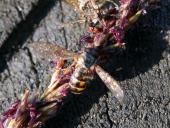 Matte Schwarzkopfschwebfliege (Melanostoma scalare)-L. Klasing