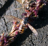 Matte Schwarzkopfschwebfliege (Melanostoma scalare)-L. Klasing