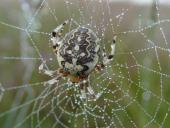 Marmorierte Kreuzspinne W. (Araneus marmoreus)-L. Klasing