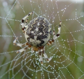 Marmorierte Kreuzspinne W. (Araneus marmoreus)-L. Klasing