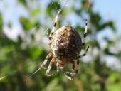 Marmorierte Kreuzspinne W. (Araneus marmoreus)-L. Klasing