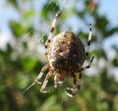 Marmorierte Kreuzspinne W. (Araneus marmoreus)-L. Klasing