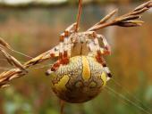 Marmorierte Kreuzspinne W. (Araneus marmoreus)-L. Klasing