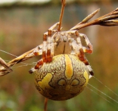 Marmorierte Kreuzspinne W. (Araneus marmoreus)-L. Klasing