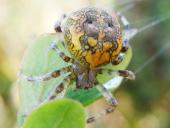Marmorierte Kreuzspinne W. (Araneus marmoreus)-L. Klasing