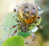 Marmorierte Kreuzspinne W. (Araneus marmoreus)-L. Klasing