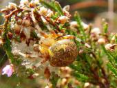 Marmorierte Kreuzspinne W. (Araneus marmoreus)-L. Klasing