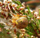 Marmorierte Kreuzspinne W. (Araneus marmoreus)-L. Klasing