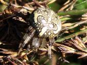 Marmorierte Kreuzspinne W. (Araneus marmoreus)-L. Klasing