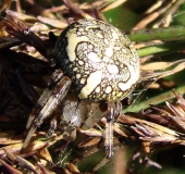 Marmorierte Kreuzspinne W. (Araneus marmoreus)-L. Klasing