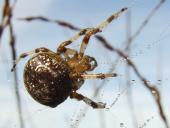 Marmorierte Kreuzspinne W. (Araneus marmoreus)-L. Klasing