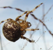 Marmorierte Kreuzspinne W. (Araneus marmoreus)-L. Klasing