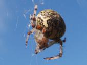 Marmorierte Kreuzspinne W. (Araneus marmoreus)-L. Klasing