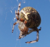 Marmorierte Kreuzspinne W. (Araneus marmoreus)-L. Klasing