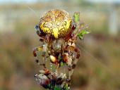 Marmorierte Kreuzspinne W. (Araneus marmoreus)-L. Klasing