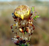 Marmorierte Kreuzspinne W. (Araneus marmoreus)-L. Klasing