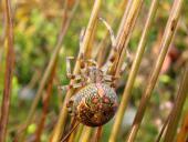 Marmorierte Kreuzspinne W. (Araneus marmoreus)-L. Klasing
