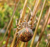 Marmorierte Kreuzspinne W. (Araneus marmoreus)-L. Klasing