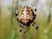Marmorierte Kreuzspinne W. (Araneus marmoreus)-L. Klasing