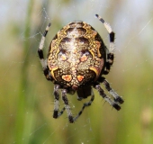 Marmorierte Kreuzspinne W. (Araneus marmoreus)-L. Klasing