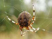 Marmorierte Kreuzspinne W. (Araneus marmoreus)-L. Klasing