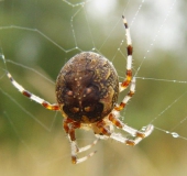 Marmorierte Kreuzspinne W. (Araneus marmoreus)-L. Klasing