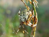 Marmorierte Kreuzspinne W. (Araneus marmoreus)-L. Klasing