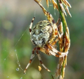 Marmorierte Kreuzspinne W. (Araneus marmoreus)-L. Klasing