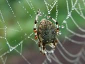 Marmorierte Kreuzspinne W. (Araneus marmoreus)-L. Klasing