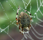 Marmorierte Kreuzspinne W. (Araneus marmoreus)-L. Klasing