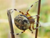 Marmorierte Kreuzspinne W. (Araneus marmoreus)-L. Klasing