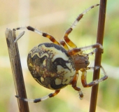 Marmorierte Kreuzspinne W. (Araneus marmoreus)-L. Klasing