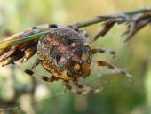 Marmorierte Kreuzspinne W. (Araneus marmoreus)-L. Klasing