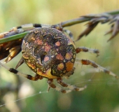 Marmorierte Kreuzspinne W. (Araneus marmoreus)-L. Klasing