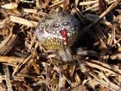 Marmorierte Kreuzspinne W. (Araneus marmoreus)-L. Klasing