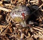 Marmorierte Kreuzspinne W. (Araneus marmoreus)-L. Klasing