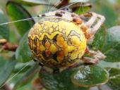 Marmorierte Kreuzspinne W. (Araneus marmoreus)-L. Klasing