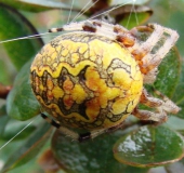 Marmorierte Kreuzspinne W. (Araneus marmoreus)-L. Klasing