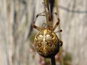 Marmorierte Kreuzspinne W. (Araneus marmoreus)-L. Klasing