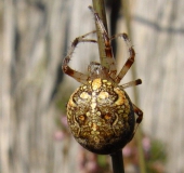 Marmorierte Kreuzspinne W. (Araneus marmoreus)-L. Klasing