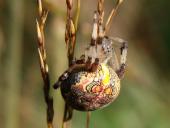 Marmorierte Kreuzspinne W. (Araneus marmoreus)-L. Klasing