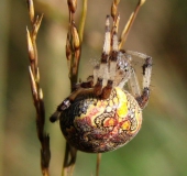 Marmorierte Kreuzspinne W. (Araneus marmoreus)-L. Klasing