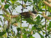 Dorngrasmücke (Sylvia communis)-L. Klasing