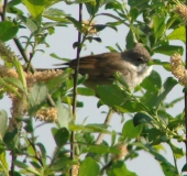 Dorngrasmücke (Sylvia communis)-L. Klasing