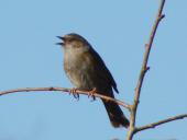 Heckenbraunelle (Prunella modularis)-L. Klasing
