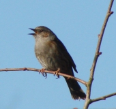 Heckenbraunelle (Prunella modularis)-L. Klasing