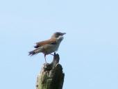 Dorngrasmücke (Sylvia communis)-L. Klasing