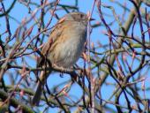 Heckenbraunelle (Prunella modularis)-L. Klasing