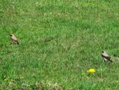 Steinschmätzer (Oenanthe oenanathe)-L. Klasing