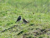 Steinschmätzer (Oenanthe oenanathe)-L. Klasing